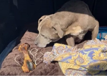 VIDEO/ I zhdukur prej 12 vitesh, qeni gjen sërish pronarët e tij: Shihni momentin emocionues kur…