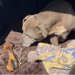 VIDEO/ I zhdukur prej 12 vitesh, qeni gjen sërish pronarët e tij: Shihni momentin emocionues kur…