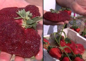 VIDEO/ Sa peshon luleshtrydhja që theu rekordin Guinness?