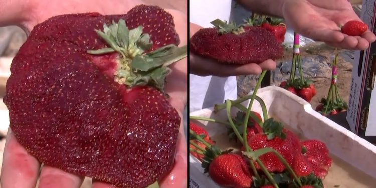 VIDEO/ Sa peshon luleshtrydhja që theu rekordin Guinness?