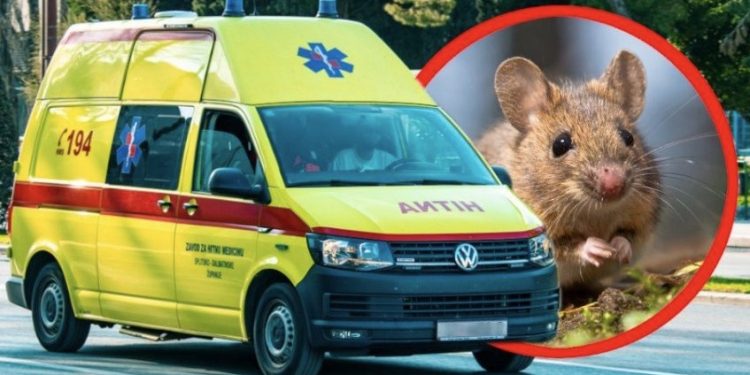 Regjistrohet vdekja e parë në botë nga virusi i miut