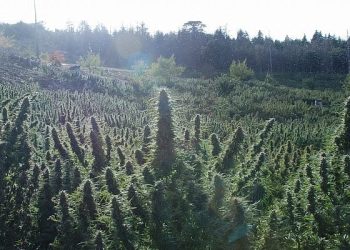 E konfirmon policia/ Ky vend është kryeqendra e trafikut të kanabisit në Europë