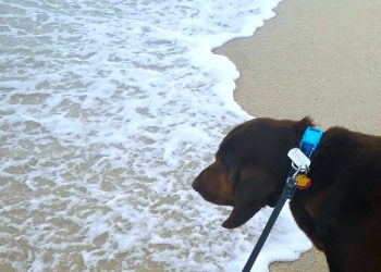 VIDEO/ Tronditet Durrësi/ Riti satanik në bregdet, mbyt qenin si sakrificë për demonët