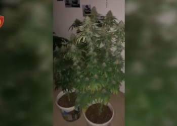 VIDEO/ “Shtëpia e barit” e zbuluar në Tiranë, detaje të reja: 32 vjeçari i arrestuar u pikas nga…