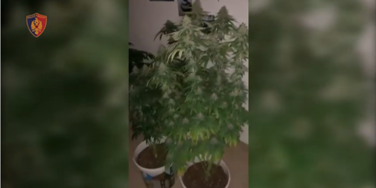 VIDEO/ “Shtëpia e barit” e zbuluar në Tiranë, detaje të reja: 32 vjeçari i arrestuar u pikas nga…