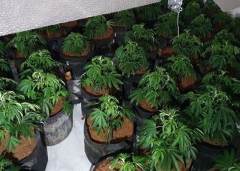 Një tjetër “shtëpi bari” në Tiranë/ Arrestohet 31-vjeçari, si tentoi t’i shpëtonte policisë