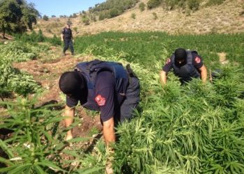 Raporti i DASH: Shqipëria bazë lokale për trafikantët ndërkombëtarë të drogave