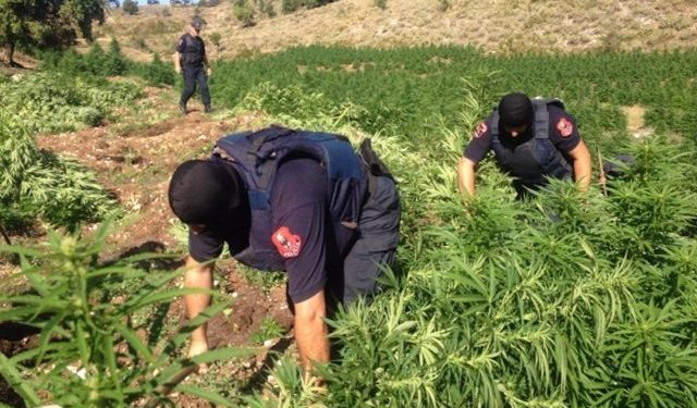 Raporti i DASH: Shqipëria bazë lokale për trafikantët ndërkombëtarë të drogave