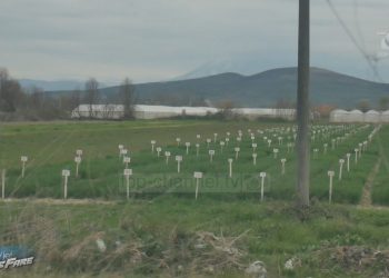 Kriminelët e inputeve bujqësore trefishuan çmimet, fermerët: Drogë po të mbjellim, falimentojnë!