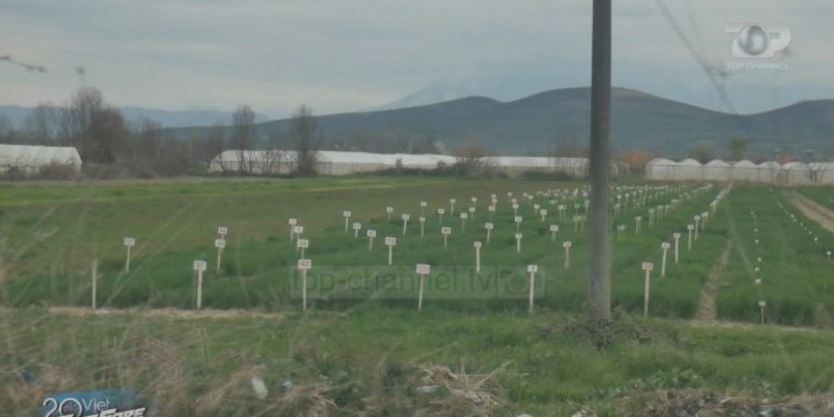 Kriminelët e inputeve bujqësore trefishuan çmimet, fermerët: Drogë po të mbjellim, falimentojnë!