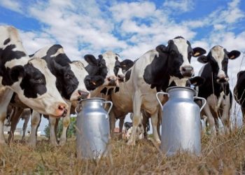 Bëhuni gati, ska më qumësht në treg. Ja çfarë po ndodh
