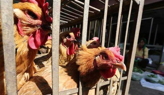 Konfirmohet rasti i parë i gripit të shpendëve të njeriu