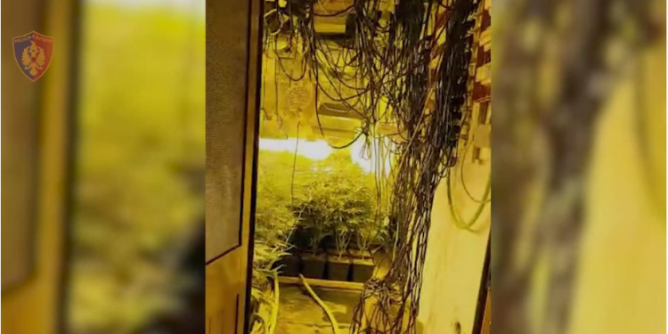 Pamje brenda shtëpisë së barit në Krujë, kush janë pronarët dhe të arrestuarit