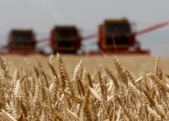 Pasojat e pushtimit rus, kryeministri ukrainas: Do korrim 20% më pak grurë