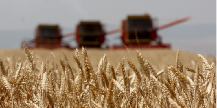 Pasojat e pushtimit rus, kryeministri ukrainas: Do korrim 20% më pak grurë