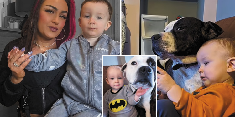 FOTO/ Qeni i familjes sulmon 2-vjeçarin, i shkakton plagë të rënda në fytyrë