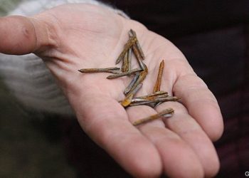 Çfarë janë ‘fletët’, armët brutale që po përdoren në Ukrainë?