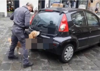 Ndryshoi drejtim dhe ngjalli dyshime, shqiptari kapet me 15 kg kokainë, u zbulua nga qeni anti-drogë