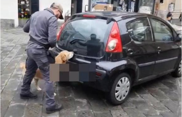 Ndryshoi drejtim dhe ngjalli dyshime, shqiptari kapet me 15 kg kokainë, u zbulua nga qeni anti-drogë