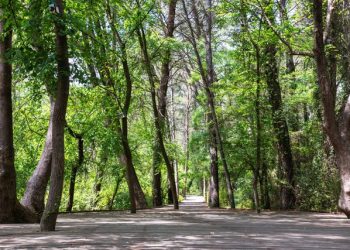 Pa jetë në mes të pyllit/ Turisti skocez gjen një person të vdekur në Divjakë, ja çfarë dyshohet