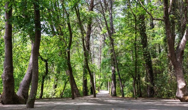 Pa jetë në mes të pyllit/ Turisti skocez gjen një person të vdekur në Divjakë, ja çfarë dyshohet