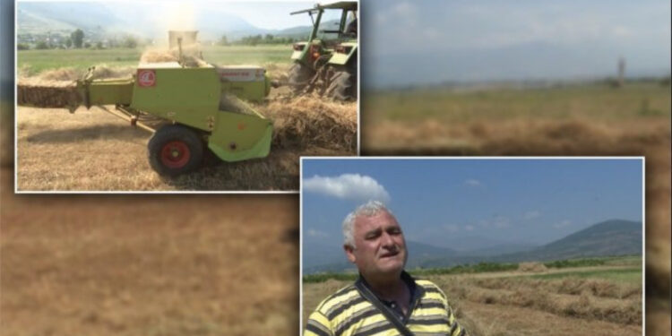 VIDEO/ Përfitoi 79 litra naftë nga subvencioni për gjithë vitin, fermeri në Kukës: S’kaloj dot as 1 ditë pune