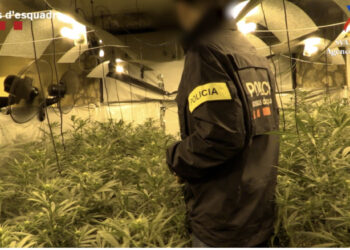 Shpartallohet banda në Spanjë, sekuestrohen 1250 kg marijuanë, paratë silleshin edhe në Shqipëri