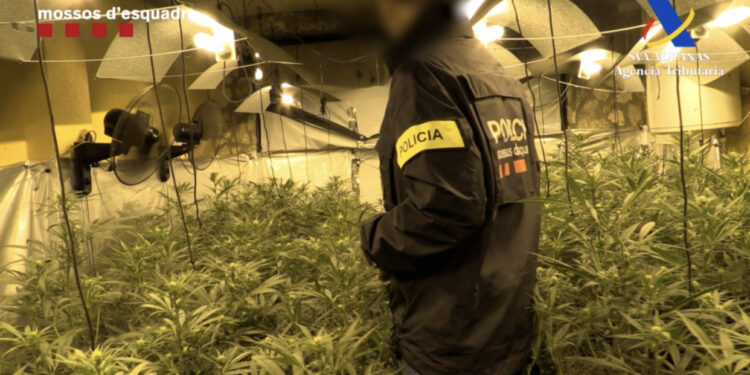 Shpartallohet banda në Spanjë, sekuestrohen 1250 kg marijuanë, paratë silleshin edhe në Shqipëri