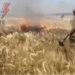 VIDEO/ Beteja për bukën: Rusët djegin arat me grurë, ushtarët ukrainas shuajnë flakët