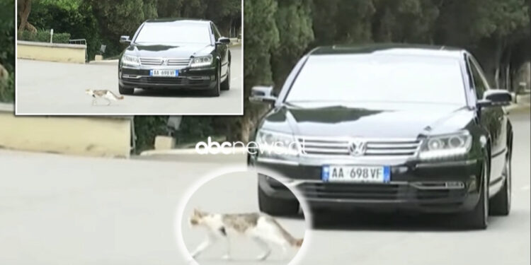 Fat i keq? Çfarë i ndodhi Presidentit të ri në takimin me Topin dhe Mejdanin