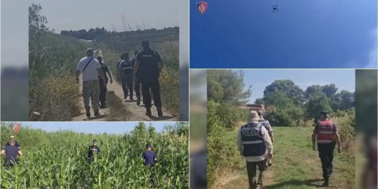 Kultivimi i kanabisit, kontrolle të imtësishme në Fier, angazhohen 100 policë, në dispozicion 3 dronë, gjenden disa fidanë kanabis në fshatin Martinë