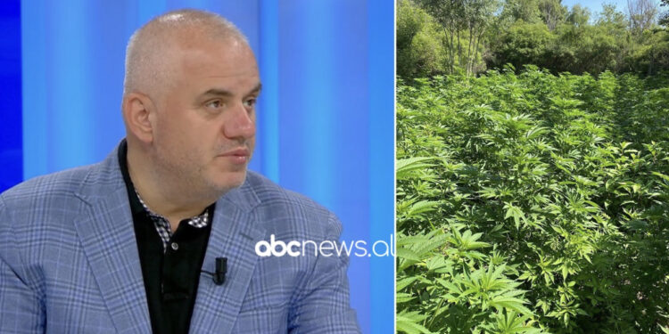 Artan Hoxha zbulon “sekretin” e zjarreve: Pse digjen vetëm malet ku nuk ka kultivim kanabisi