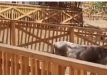 Vjedhje e pastër/ 7 milionë euro për të parë pula, rosa e gomerë në kopshtin zoologjik të Ramës e Veliajt