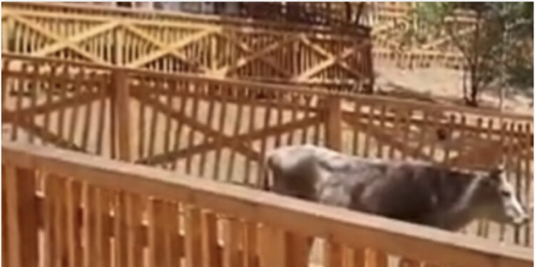 Vjedhje e pastër/ 7 milionë euro për të parë pula, rosa e gomerë në kopshtin zoologjik të Ramës e Veliajt