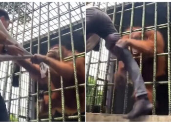 VIDEO/ Momentet e tmerrit kur urangutangu në kafaz kap nga këmba vizitorin pa e lëshuar