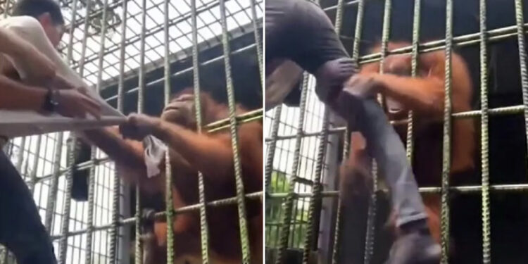 VIDEO/ Momentet e tmerrit kur urangutangu në kafaz kap nga këmba vizitorin pa e lëshuar