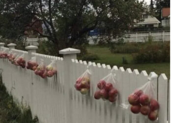 A e dini pse norvegjezët i vendoѕin mollët јаѕhtë oborrit? Arsyeja është mbreslënëse