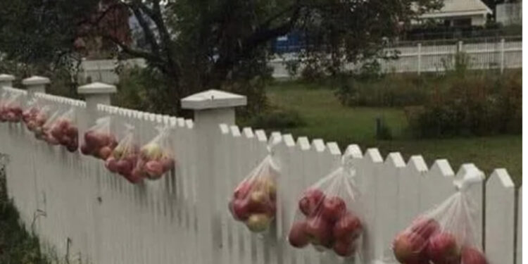 A e dini pse norvegjezët i vendoѕin mollët јаѕhtë oborrit? Arsyeja është mbreslënëse