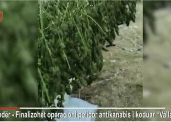 EMRAT/ Shkodër, sekuestrohen 246 kg kanabis në fshatin Vallas, 6 në pranga dhe 8 të tjerë në kërkim