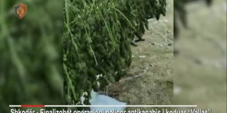 EMRAT/ Shkodër, sekuestrohen 246 kg kanabis në fshatin Vallas, 6 në pranga dhe 8 të tjerë në kërkim
