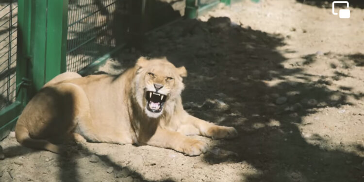 VIDEO/ Tigrin dhe luanin i marrin me gurë në Tiranë