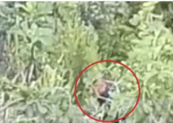 Prej ditësh zjarrfikësit në luftë me flakët, zbulohet “piromani” në Sazan