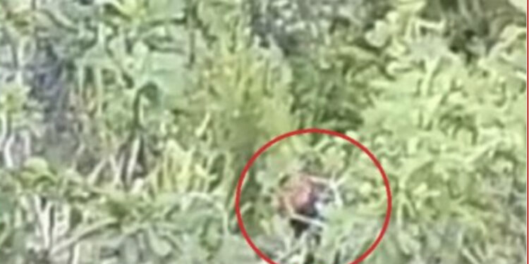 Prej ditësh zjarrfikësit në luftë me flakët, zbulohet “piromani” në Sazan