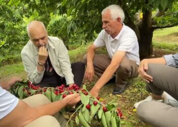 Zbulohet biseda/ Rama nuk i jep zgjidhje për tregun por i ha qershitë fermerit në Dibër