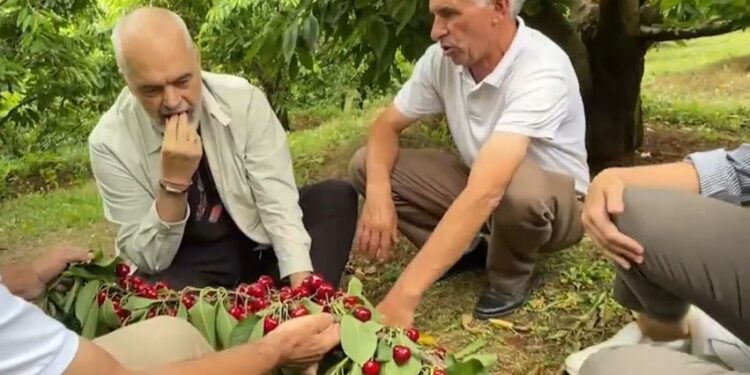 Zbulohet biseda/ Rama nuk i jep zgjidhje për tregun por i ha qershitë fermerit në Dibër