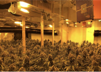 EMRAT/ Dy shqiptarët kapen në ‘shtëpi bari’ në Angli: U detyruam, trafikantët që na futën në Britani do na vrisnin