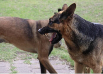 Një tufë prej 15 qensh sulmojnë një familje turistësh, dy fëmijë dhe babai të dëmtuar rëndë