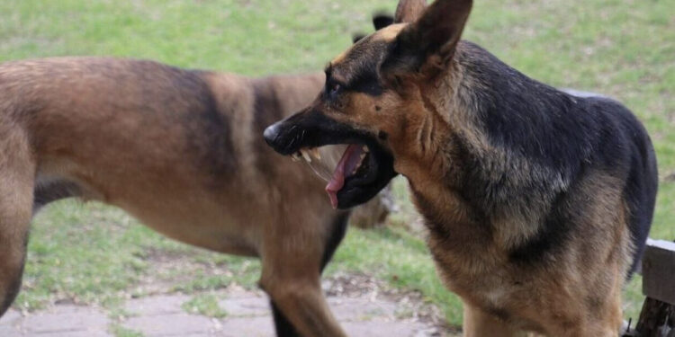 Një tufë prej 15 qensh sulmojnë një familje turistësh, dy fëmijë dhe babai të dëmtuar rëndë