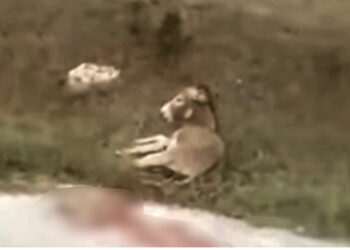 VIDEO/ Akuzohet se tërhoqi zvarrë me makinë gomarin, flet nënkryetari i bashkisë: Është plagosur nga një ujk