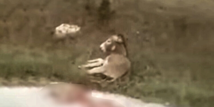 VIDEO/ Akuzohet se tërhoqi zvarrë me makinë gomarin, flet nënkryetari i bashkisë: Është plagosur nga një ujk